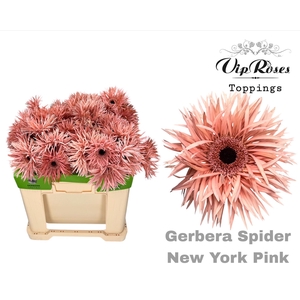 GE GS SPIDER NEW YORK PINK