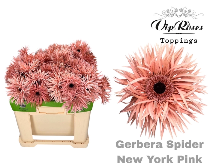 <h4>GE GS SPIDER NEW YORK PINK</h4>