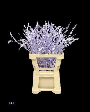 <h4>Grevillea Ivanhoe Light Milka</h4>