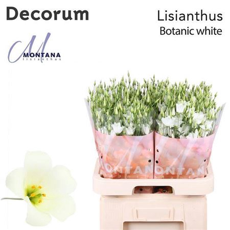 <h4>Eus E Botanic White</h4>