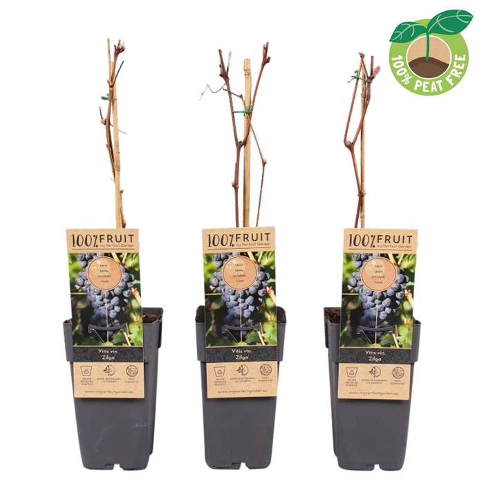 <h4>Vitis vinifera 'Zilga', P15 (extra winterhard)</h4>