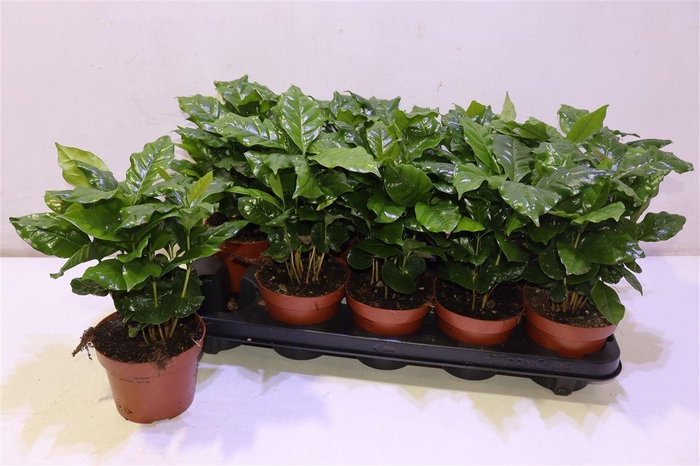 <h4>arr8 Coffea Arabica</h4>