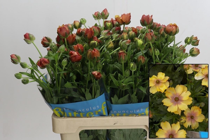 <h4>RANUNCULUS OV</h4>