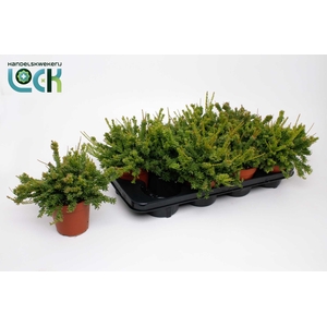 RHIPSALIS MESEMBRYAN