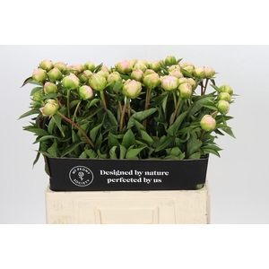 Paeonia Miss America