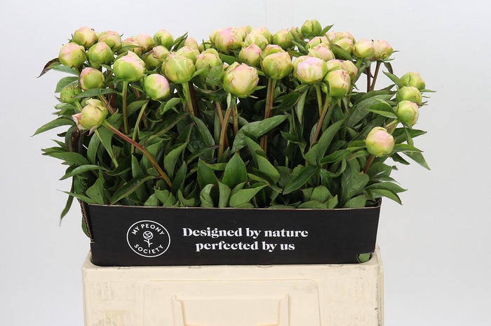 Paeonia lactiflora 'Miss America'