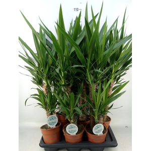 Yucca   ...
