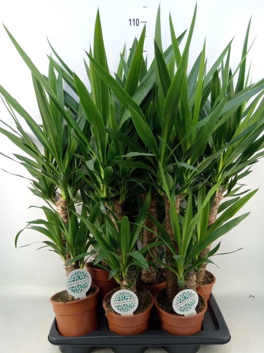 <h4>Yucca   ...</h4>
