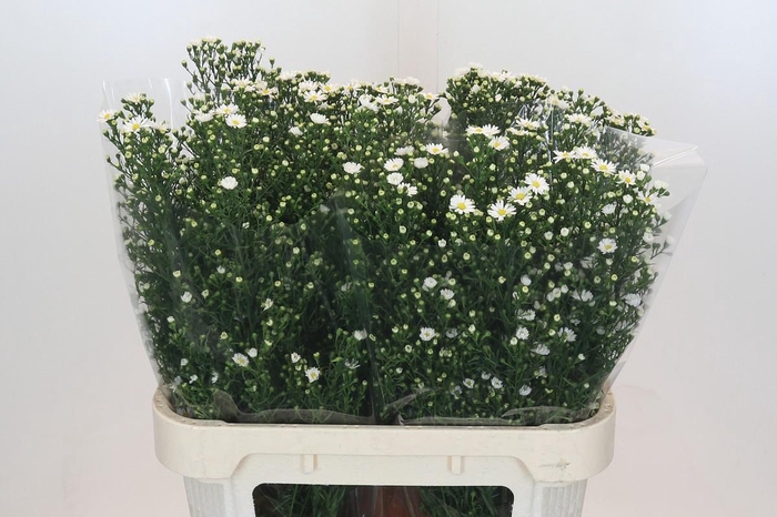 <h4>Aster Paquita</h4>