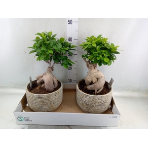 Ficus microcarpa 'Ginseng'