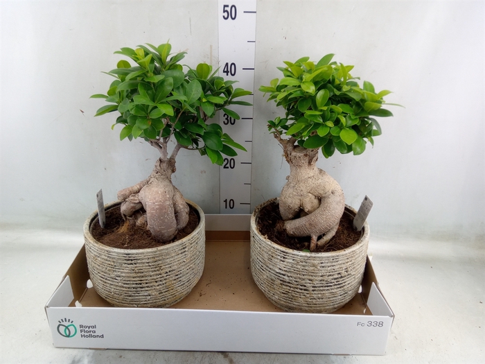 <h4>Ficus microcarpa 'Ginseng'</h4>