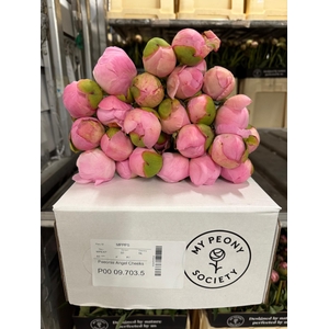 Paeonia Angel Cheeks