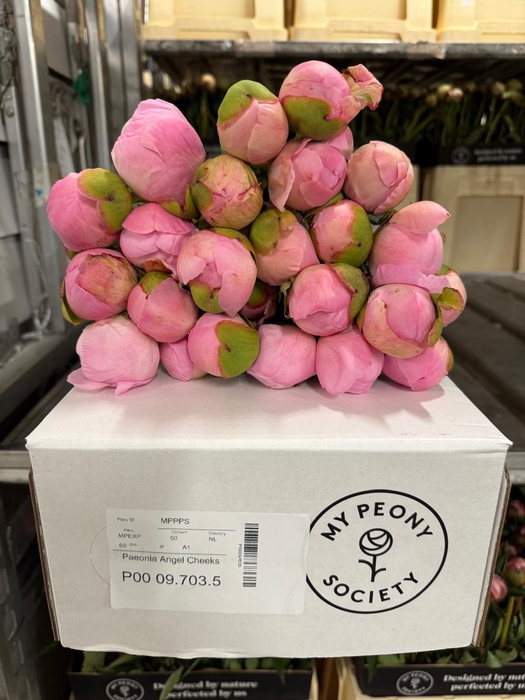<h4>Paeonia Angel Cheeks</h4>