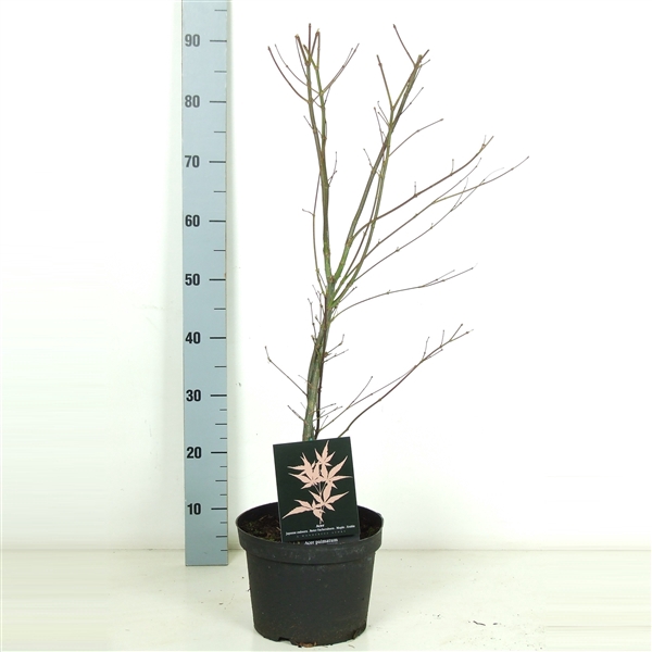 <h4>Acer palmatum 'Atropurpureum' P23 Full CC</h4>