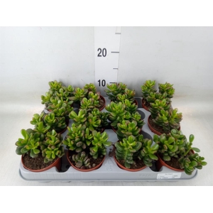 Crassula ovata 'Gandalf'