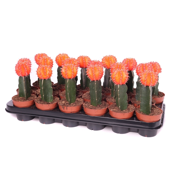 <h4>Gymno oranje geent 8,5 cm</h4>