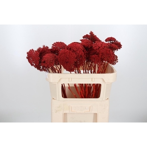 Ammi Zaad Kl Bh Rood