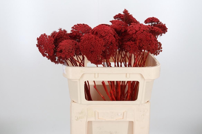 <h4>Ammi Zaad Kl Bh Rood</h4>