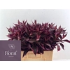 Weigelia Rood Opgetrokken