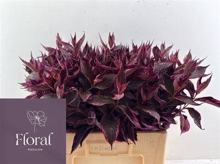 Weigelia Rood Opgetrokken