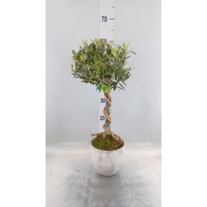 Arr.   Tuinplanten H%