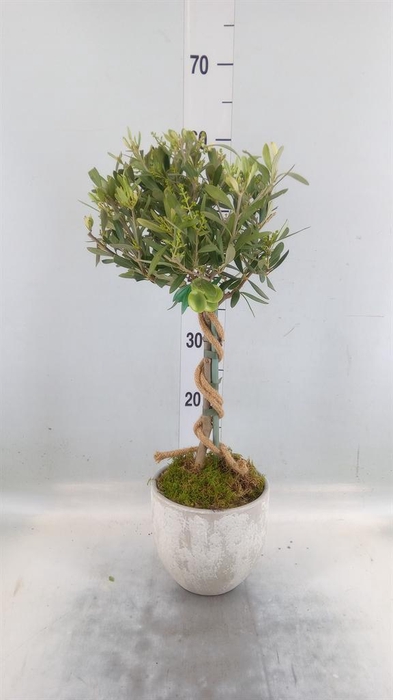 <h4>Arr.   Tuinplanten H%</h4>