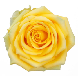 <h4>R Gr High & Exotic Yellow 40cm EC</h4>