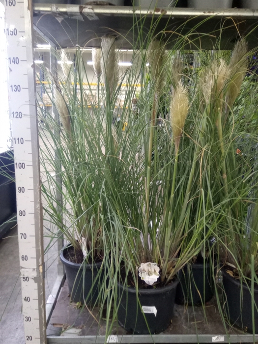 <h4>Cortaderia sell.</h4>