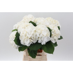 Hydr M Ch Whi Verena