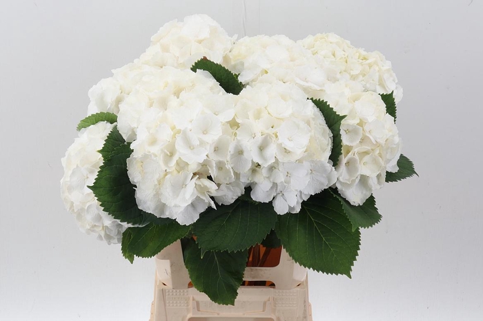 <h4>Hydr M Ch Whi Verena</h4>