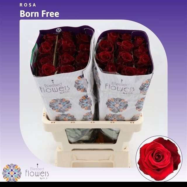 <h4>Rs gr Born Free</h4>
