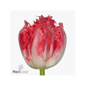 Tulipa fr neglige