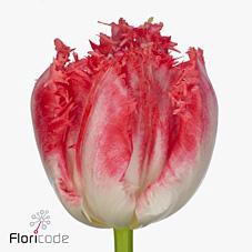 <h4>Tulipa fr neglige</h4>