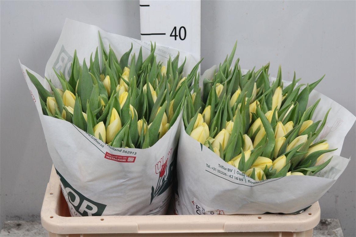 <h4>Tu En Creme Prince</h4>