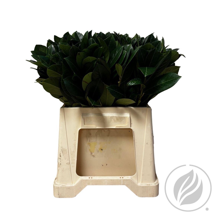 <h4>Laurier 40cm</h4>