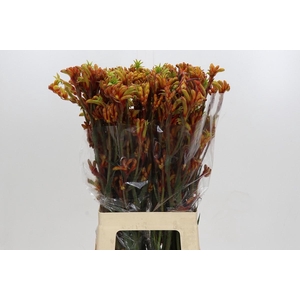 Anigozanthos Flavidus Bush Tango