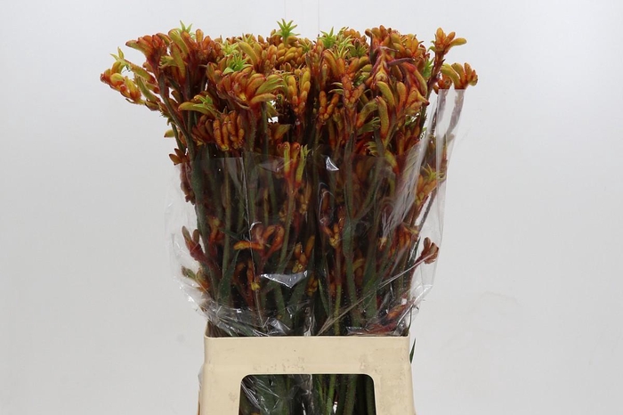 <h4>Anigozanthos Flavidus Bush Tango</h4>