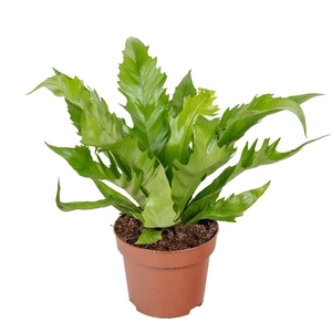 Asplenium antiquum Gioia