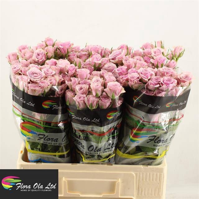 <h4>R Tr Leila Flora Ola</h4>