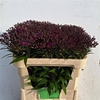 Vernonia Crinita