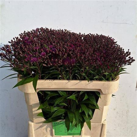 Vernonia Crinita