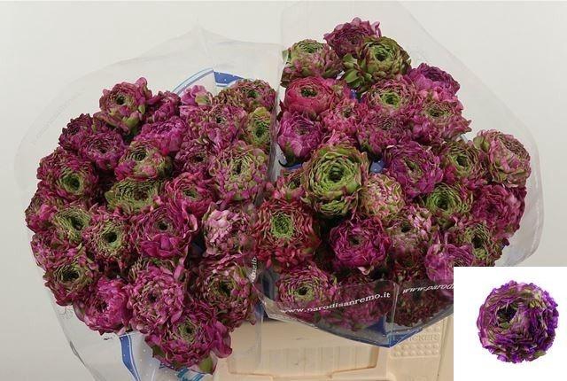 <h4>RAN PON PON MALVA</h4>