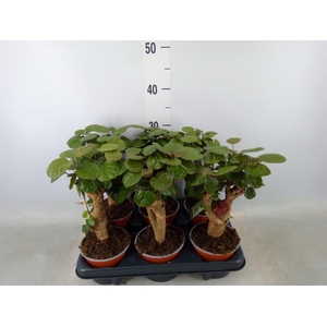 Polyscias scutellaria 'Fabian'