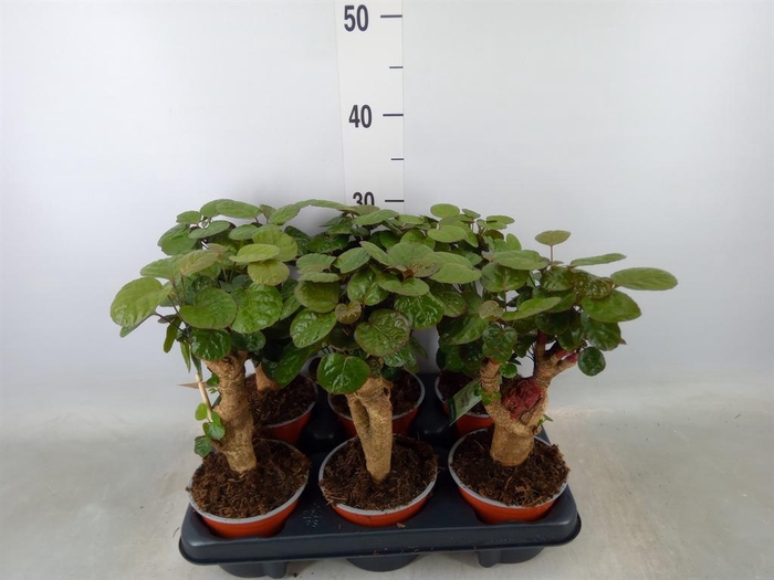 <h4>Polyscias scutellaria 'Fabian'</h4>