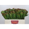 Leucadendron Goldstrike