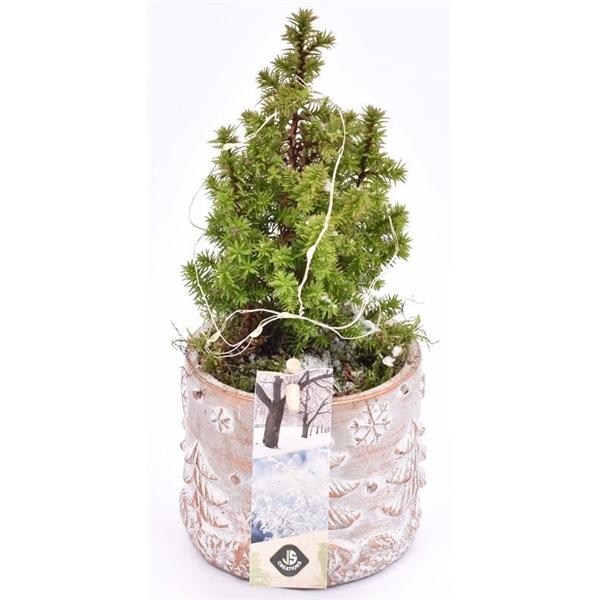 <h4>Cement met opdruk mix 9cm</h4>