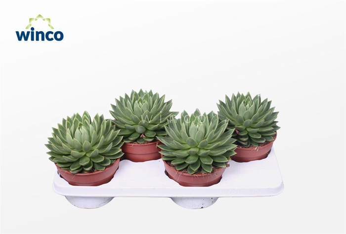 Echeveria Sitifukumiana (Group)