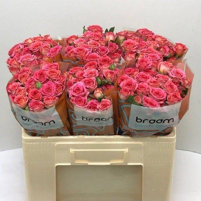 <h4>Rosa spray chimo</h4>