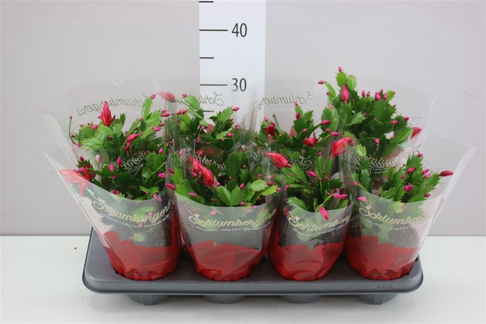 <h4>Schlumbergera Rood</h4>