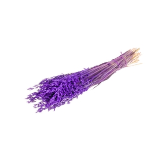 Haver (avena) SB purple